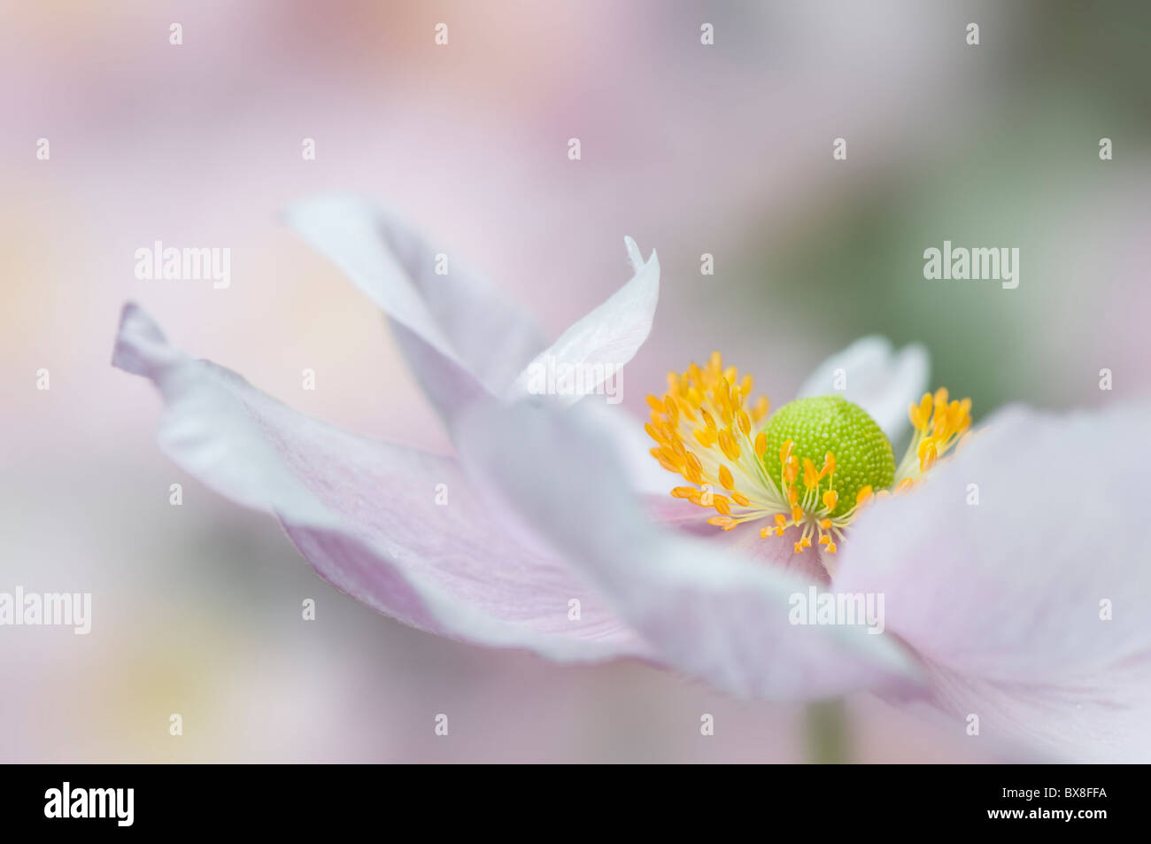 Ein einzelnes Weichzeichner rosa japanische Anemone Blume - Anemone Japonica, A. Hybrida 'Königin Charlotte' Stockfoto
