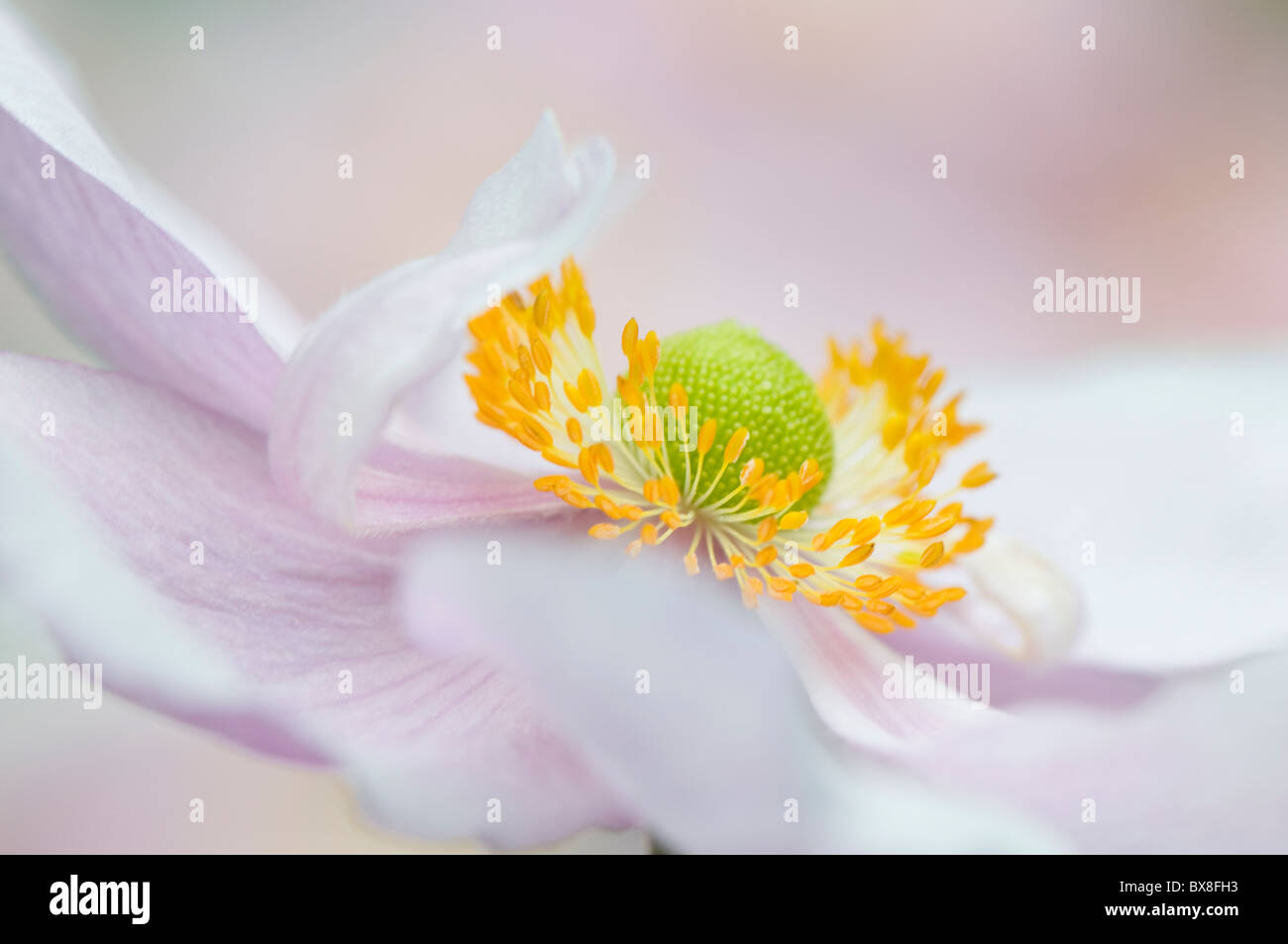 Ein einzelnes Weichzeichner rosa japanische Anemone Blume - Anemone Japonica, A. Hybrida 'Königin Charlotte' Stockfoto