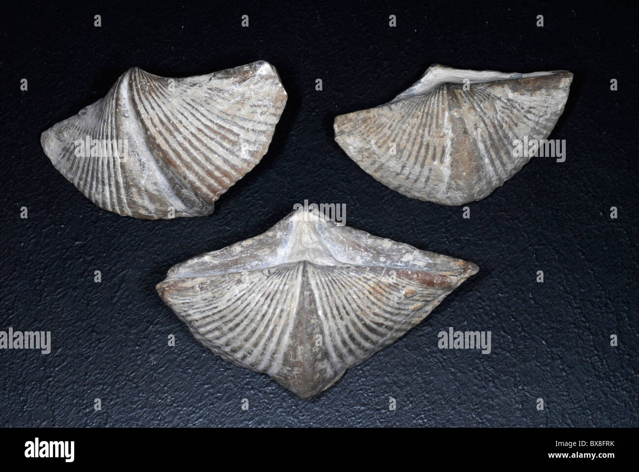 fossilen Brachiopoden Stockfoto