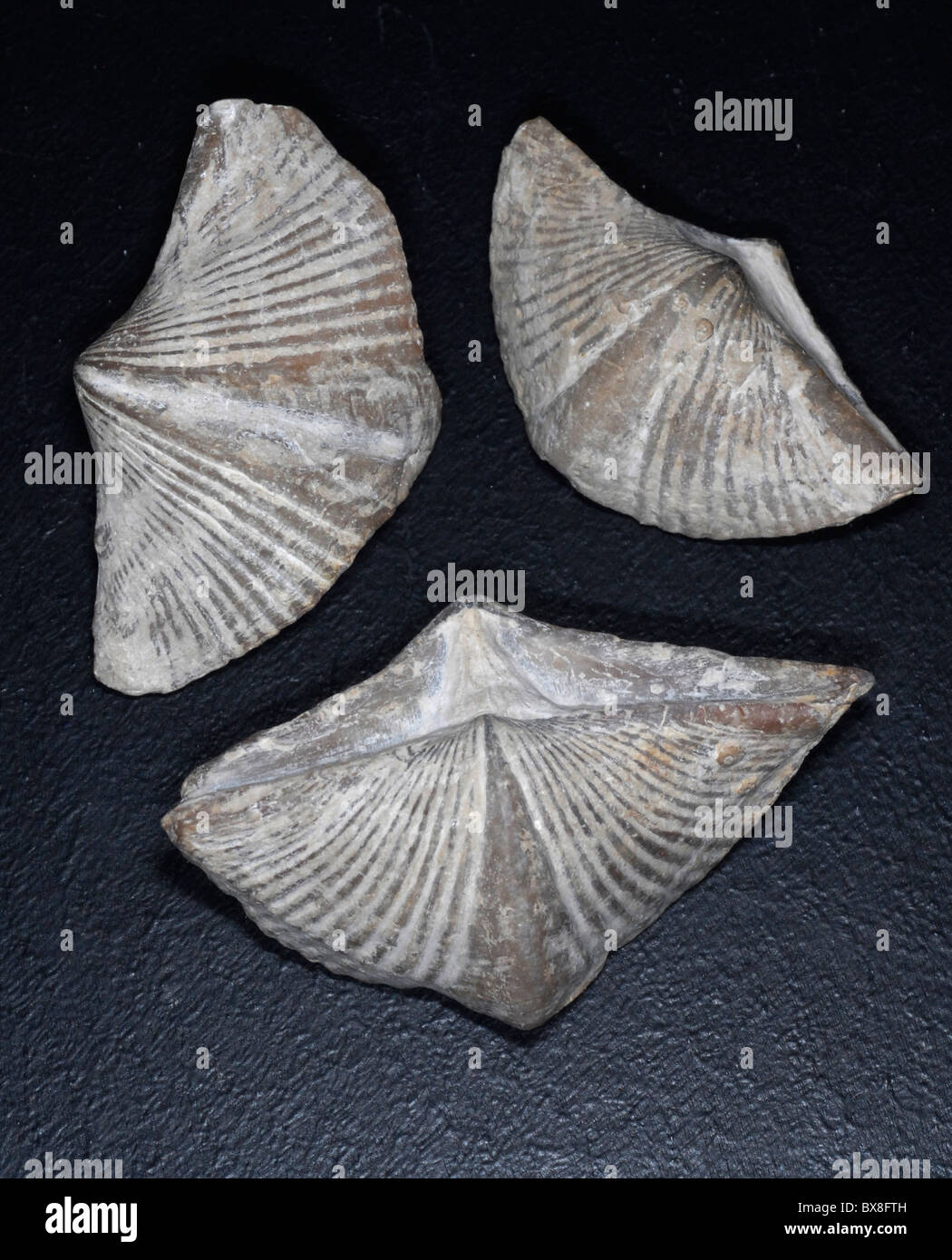 fossilen Brachiopoden Stockfoto