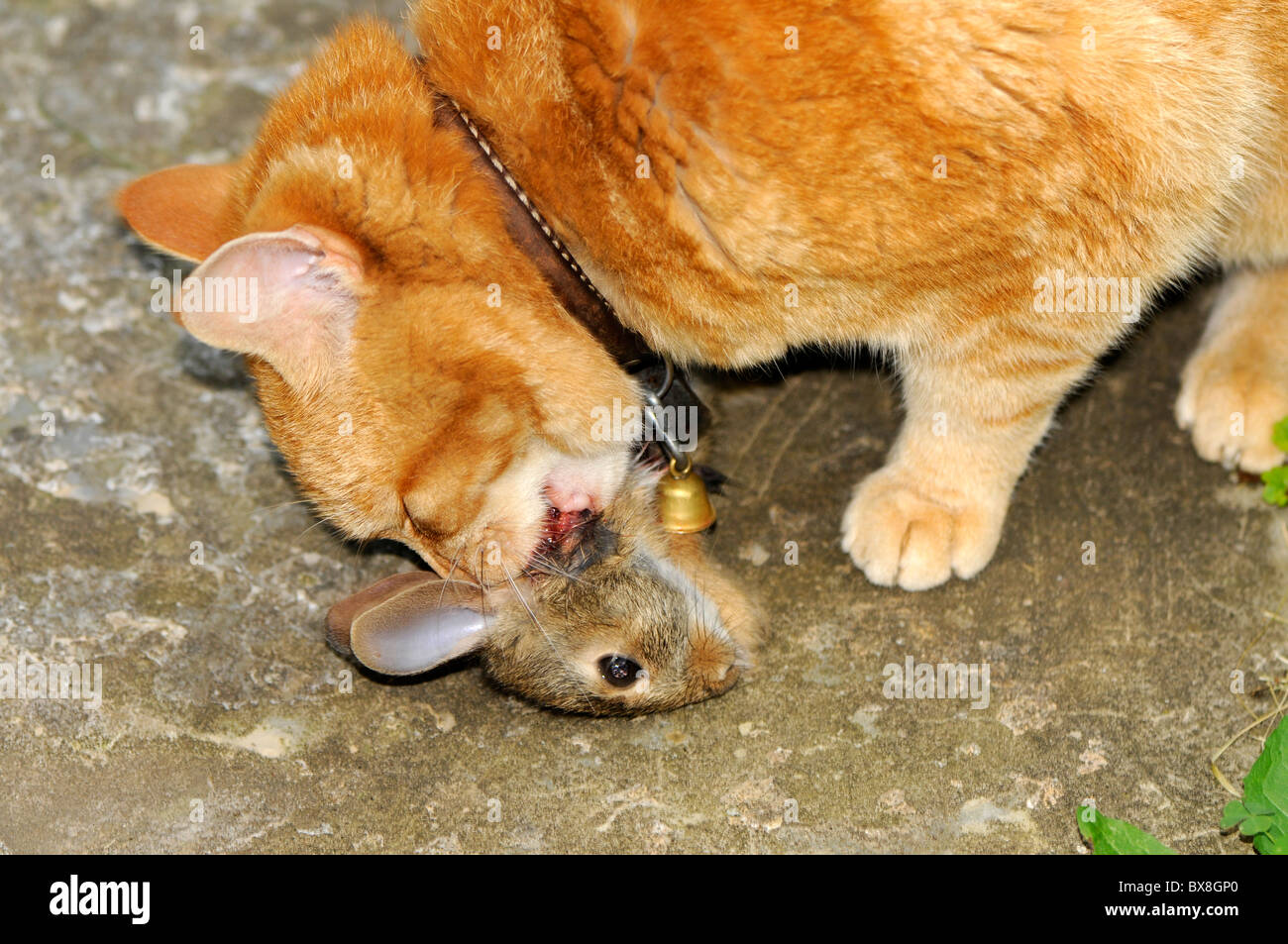 Manx Katze essen aufgenommene Cottontail Kaninchen. Stockfoto