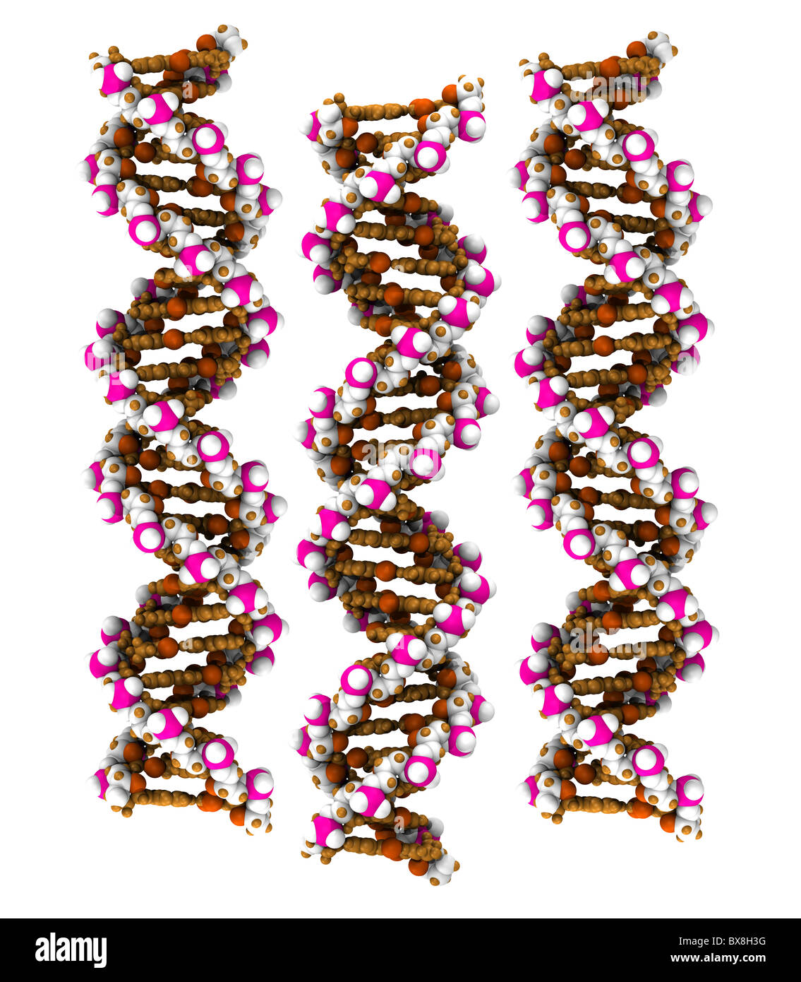 Raumfüllende Computer 3D-Modell eines DNA-Moleküls Stockfoto