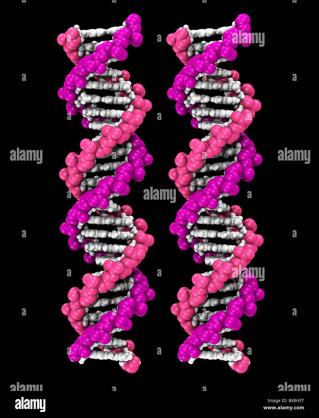 Raumfüllende Computer 3D-Modell eines DNA-Moleküls Stockfoto