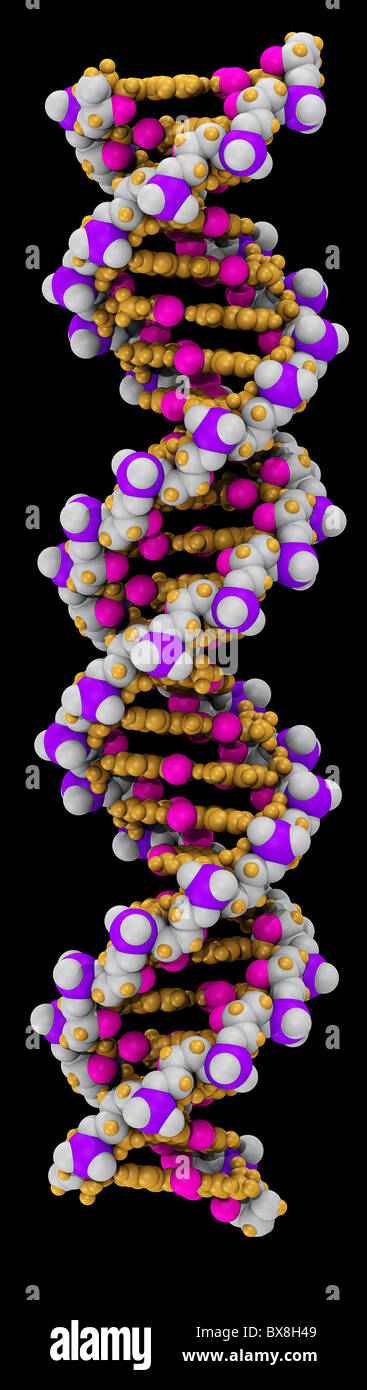 Raumfüllende Computer 3D-Modell eines DNA-Moleküls Stockfoto