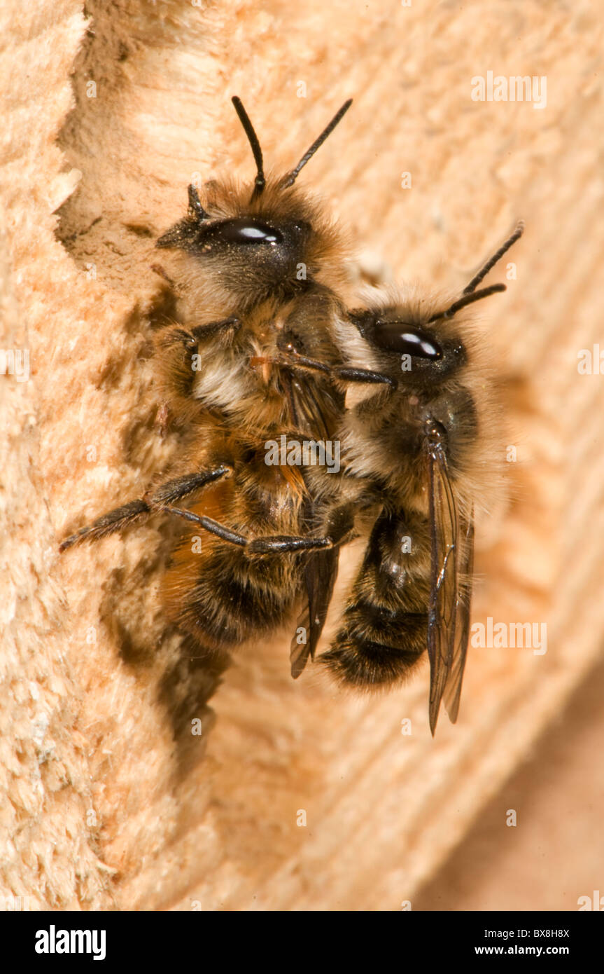 Paarung zweier Horn-faced Bienen (Osmia Cornifrons), Horn-faced Bienen Paarung Stockfoto