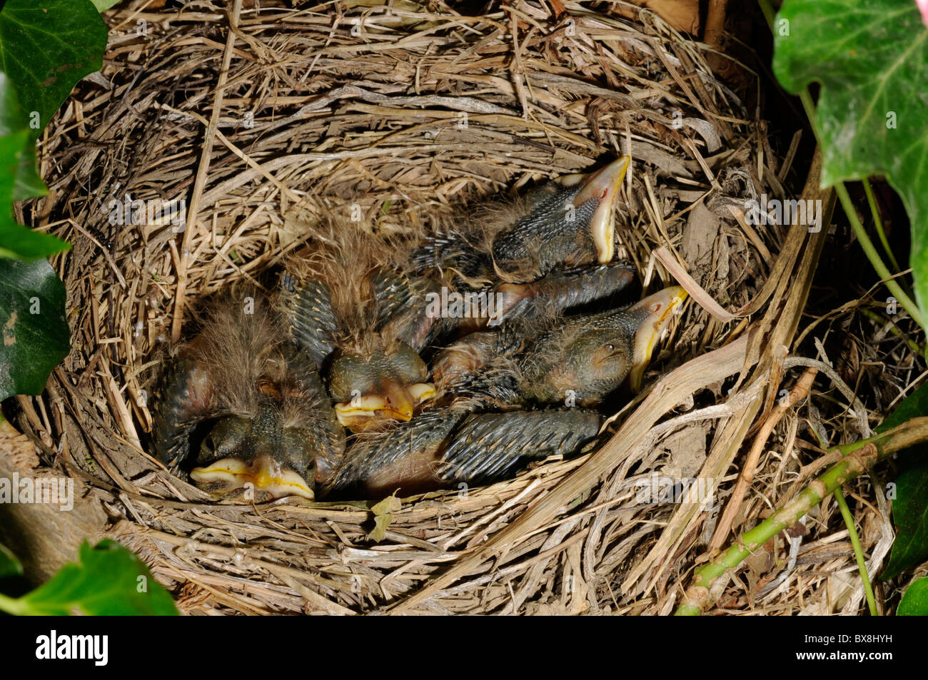 Robin Küken in einem nest Stockfoto