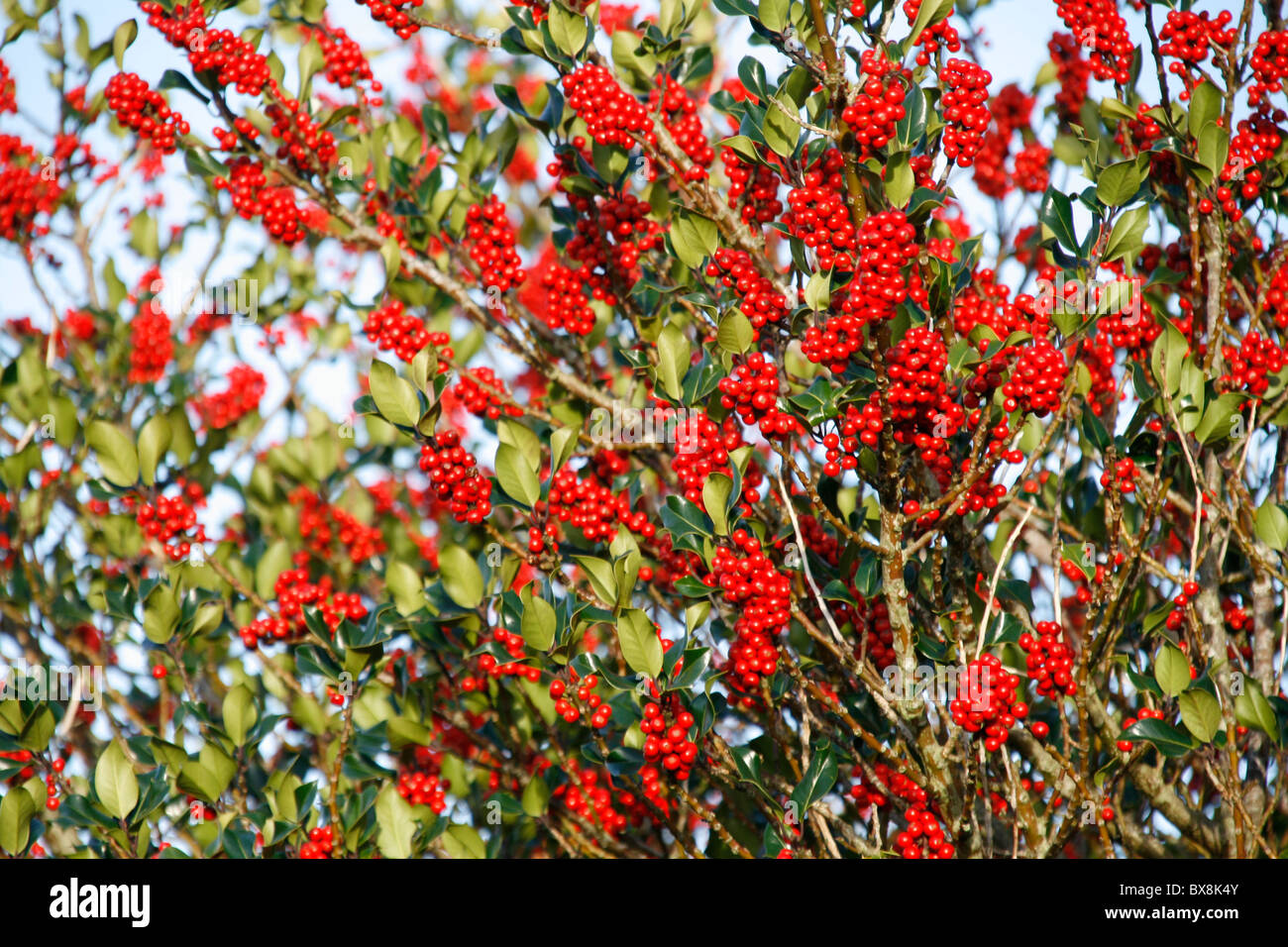 Stechpalme voll von roten Beeren in Landschaft Stockfoto