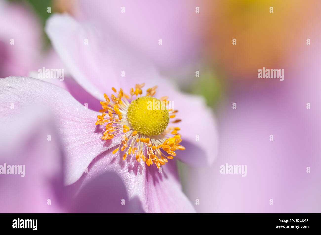 Japanische Anemone Blume Blüte bekannt als Anemone hupehensis Stockfoto