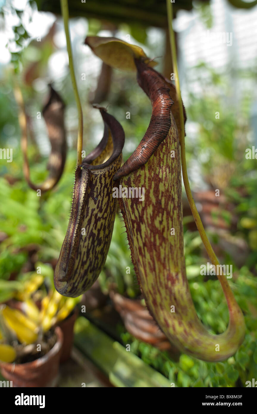 Kannenpflanze Nepenthaceae Familie, die aus Ranken hängen Stockfoto