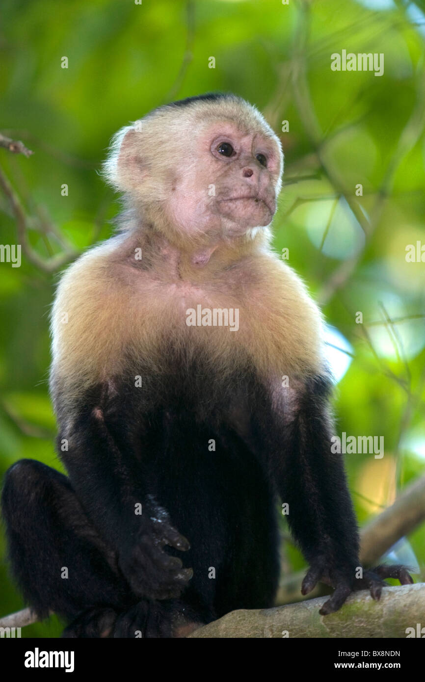 Gescheckte Kapuziner Affen in Manuel Antonio Nationalpark in der Provinz Puntarenas, Costa Rica. Stockfoto