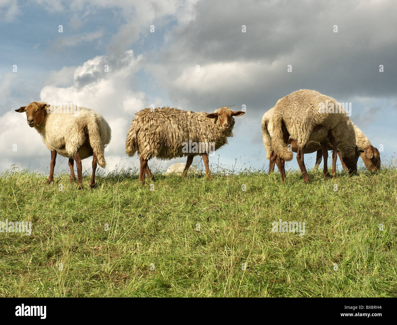 Herde der Schafe grasen auf dem Deich der Elbe in der Nähe von Tespe, Elbmarsch, Niedersachsen, Deutschland. Stockfoto