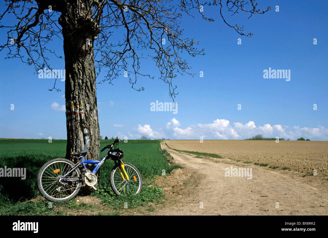 Fahrrad unter einem Baum neben Feldweg, Ruy, Isère, Frankreich Stockfoto