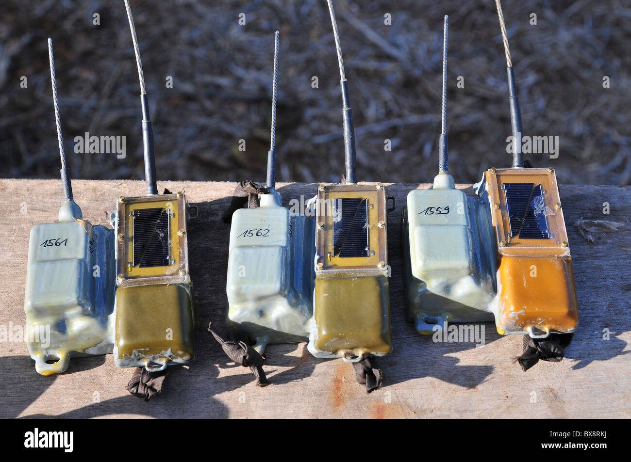 GPS-Tracker sind auf Pelikane vor Veröffentlichung zurück zur Natur montiert werden. Stockfoto