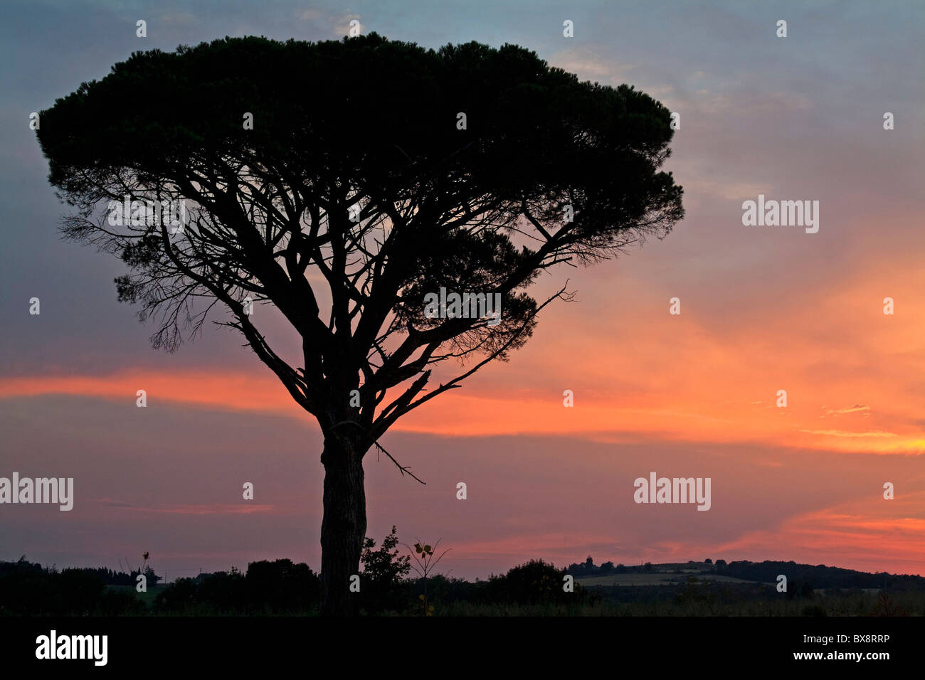 Baum - Silhouette bei Sonnenuntergang Stockfoto