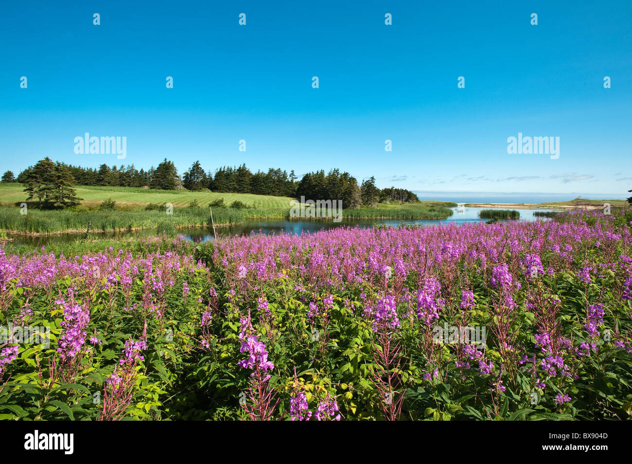 Feld des Feuerweeds (Epilobium angustifolium), Lakeville, Prince Edward Island, die Maritimes, Kanada. Stockfoto