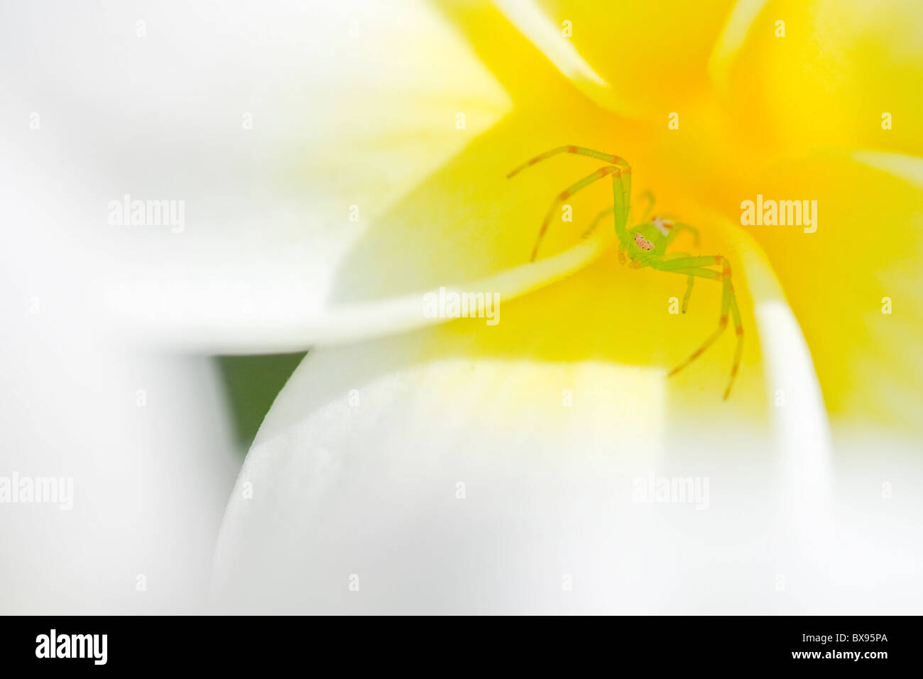 Grüne Krabbenspinne in einer tropischen Plumeria oder Frangipani Blume Stockfoto