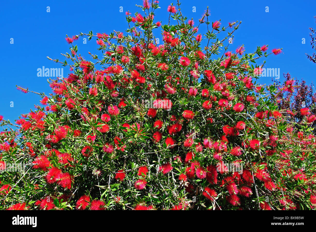 Flaschenbürstenblumen (Callistemon), Cashmere Hills, Christchurch, Canterbury, South Island, Neuseeland Stockfoto