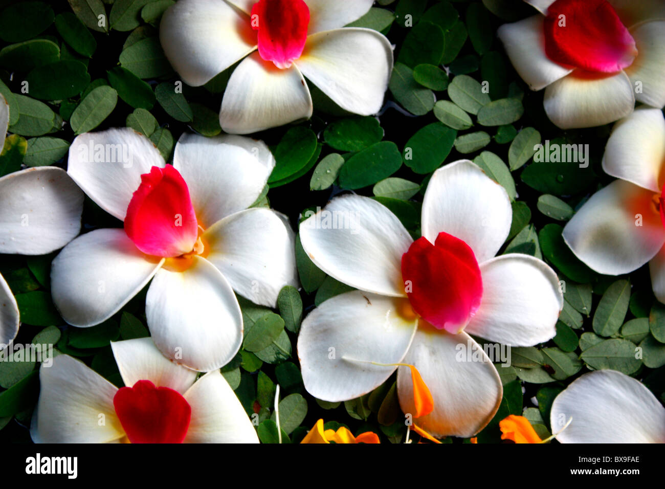 Schwimmenden Blumen Stockfoto