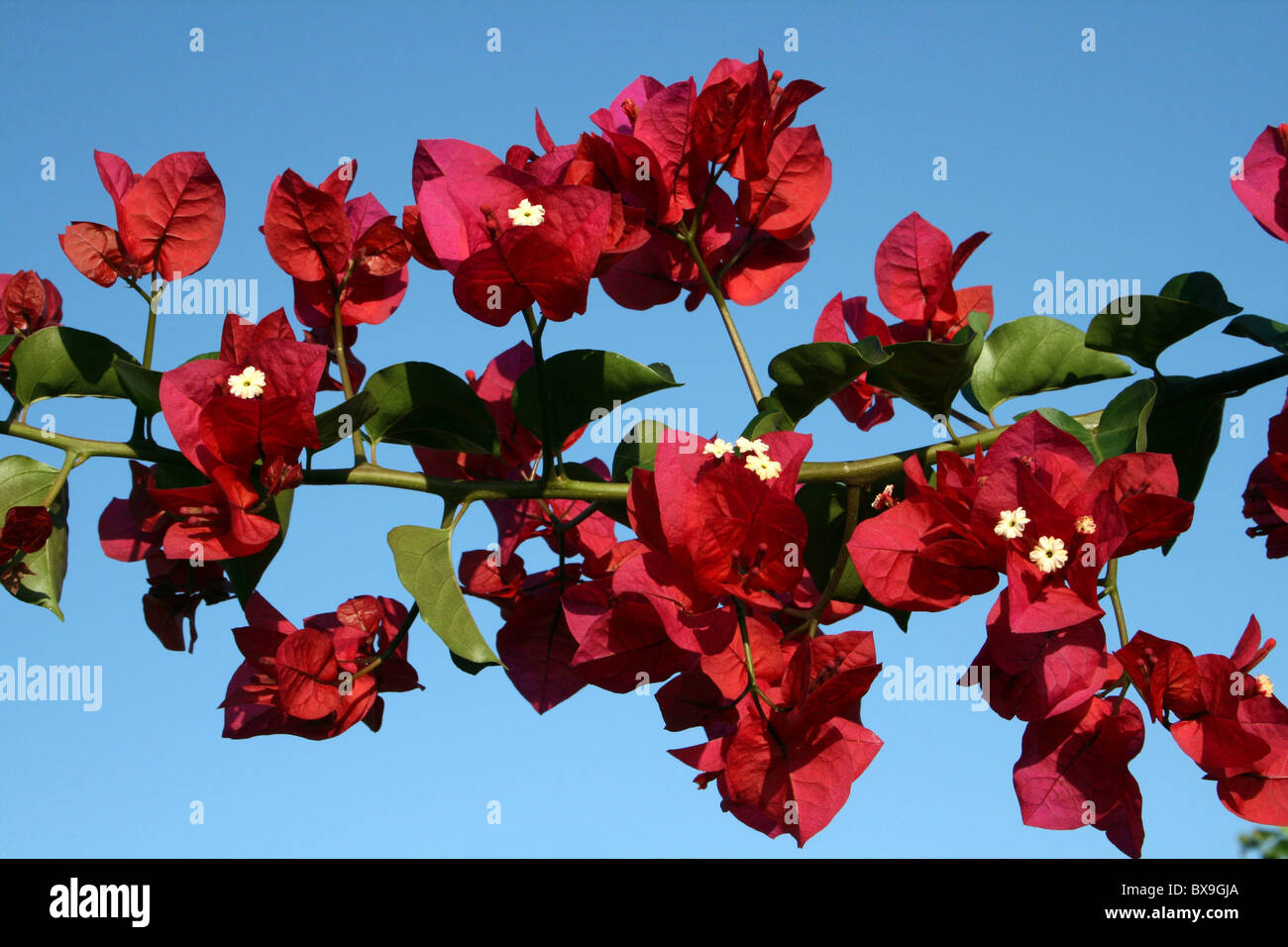Rote Bougainvillea-Blüten vor blauem Himmel, Arba Minch, Äthiopien Stockfoto