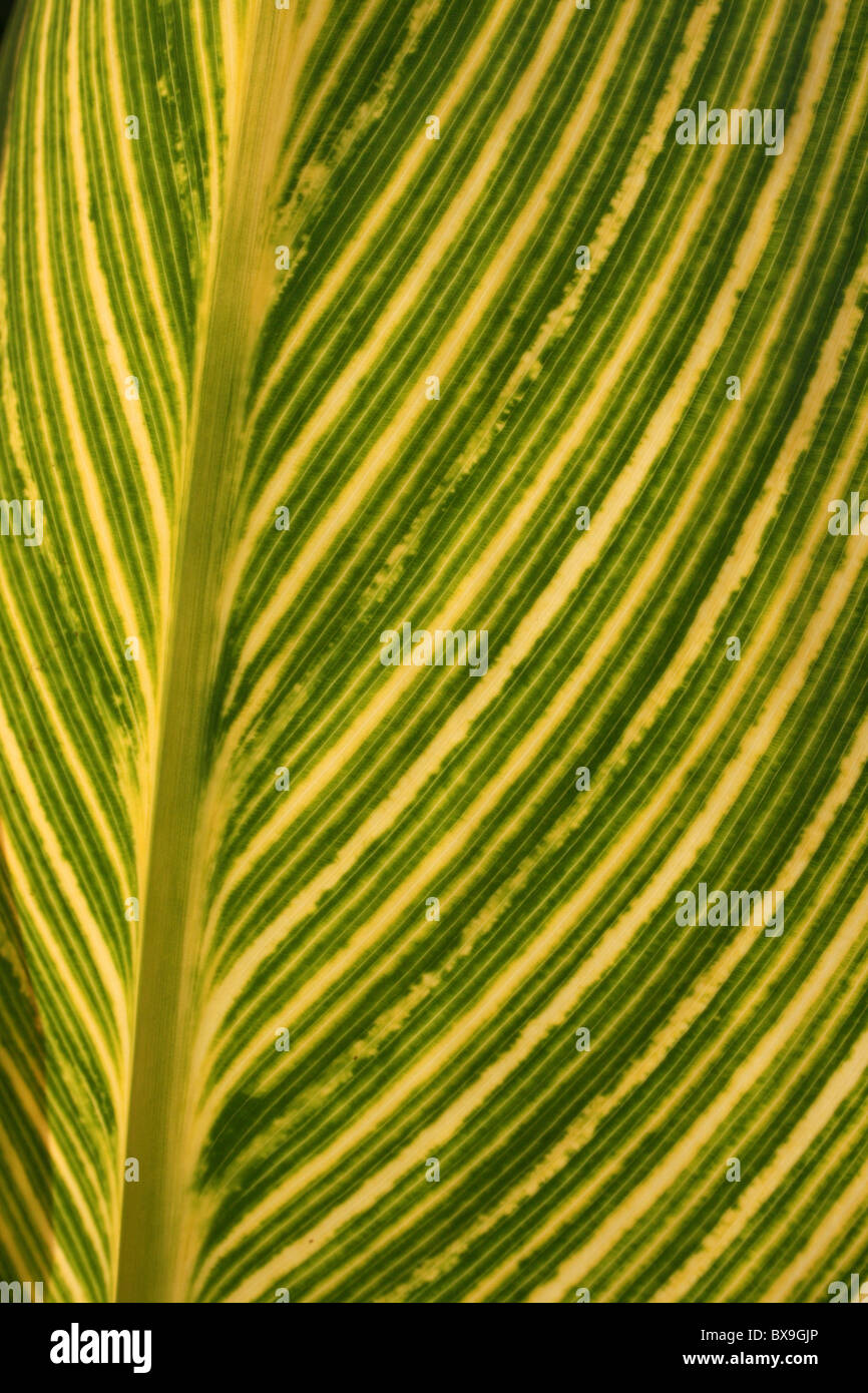 Bunten tropischen Blatt genommen In Äthiopien, Afrika Stockfoto