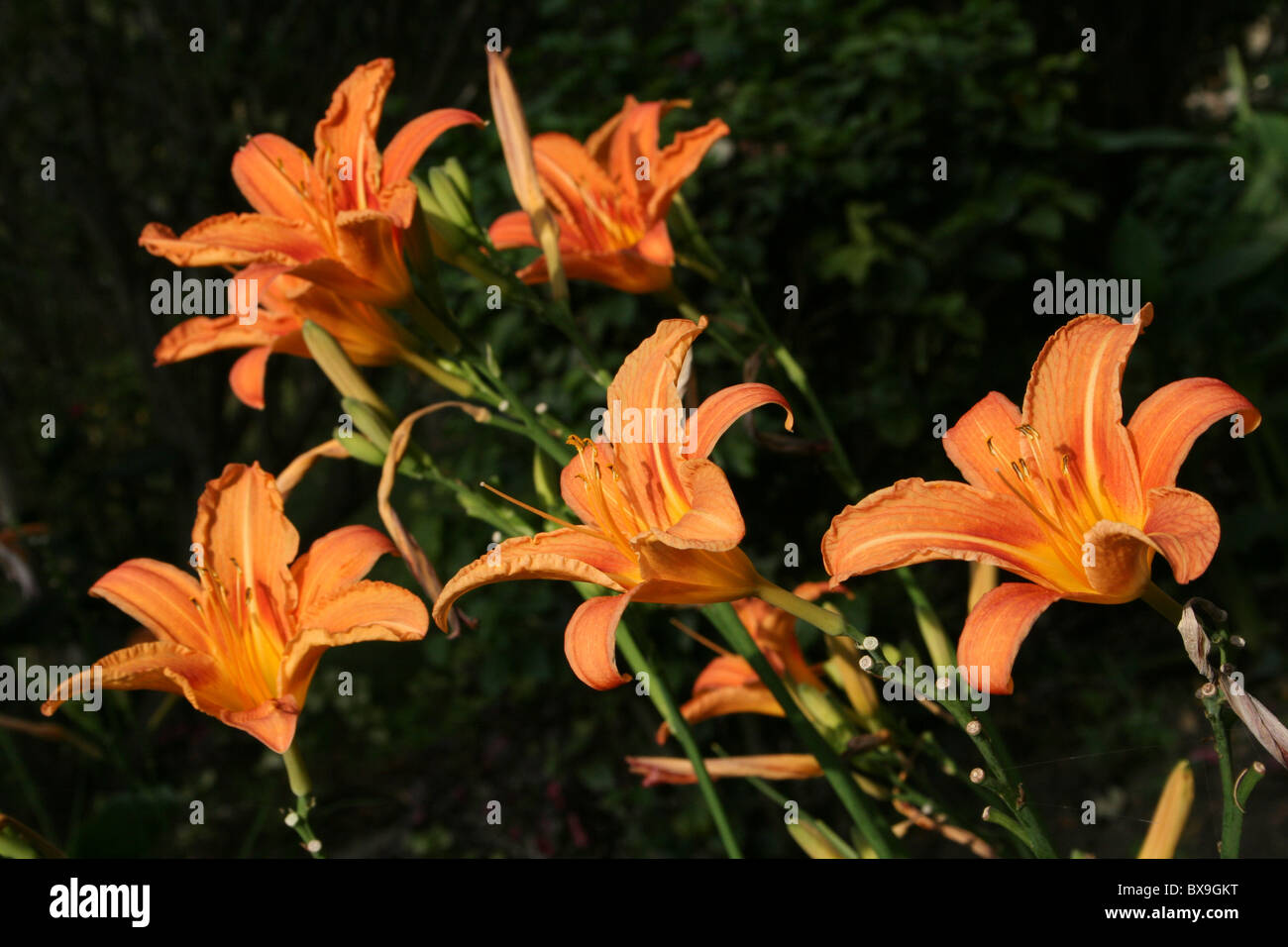 Orange farbigen Taglilien Hemerocallis genommen an Wendo Genet, Äthiopien Stockfoto