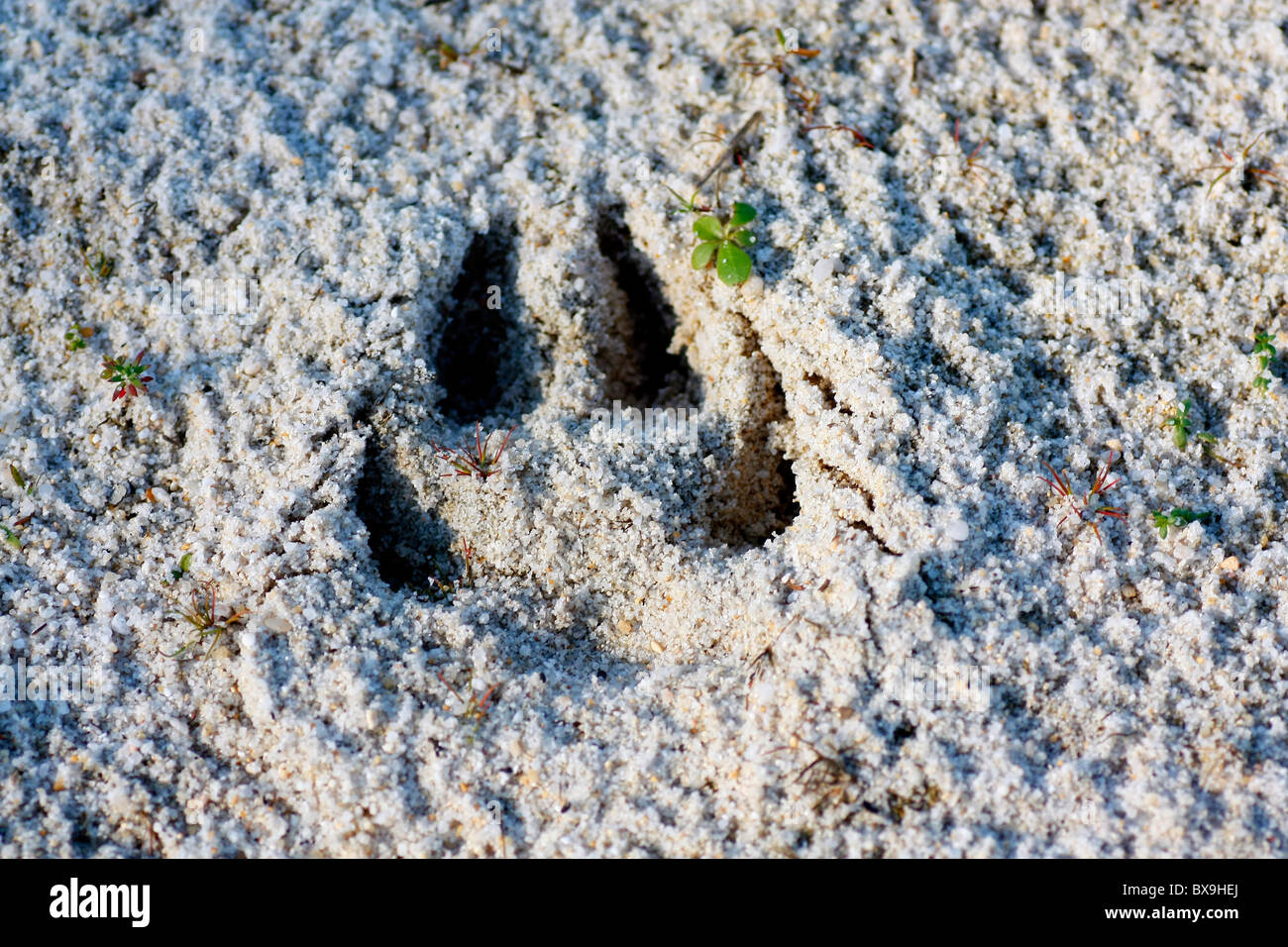 Nahaufnahme eines Hund-Footprints auf dem Sand. Stockfoto