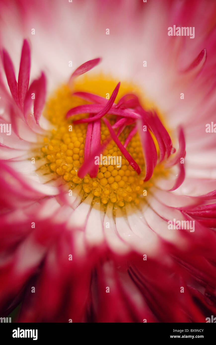 Eine einzelne Daisy Blume - Bellis perennis Stockfoto