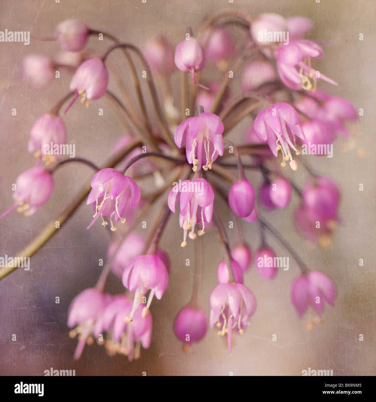 Allium Cernuum - nickte Zwiebel, Lady es Lauch RHS AGM Stockfoto