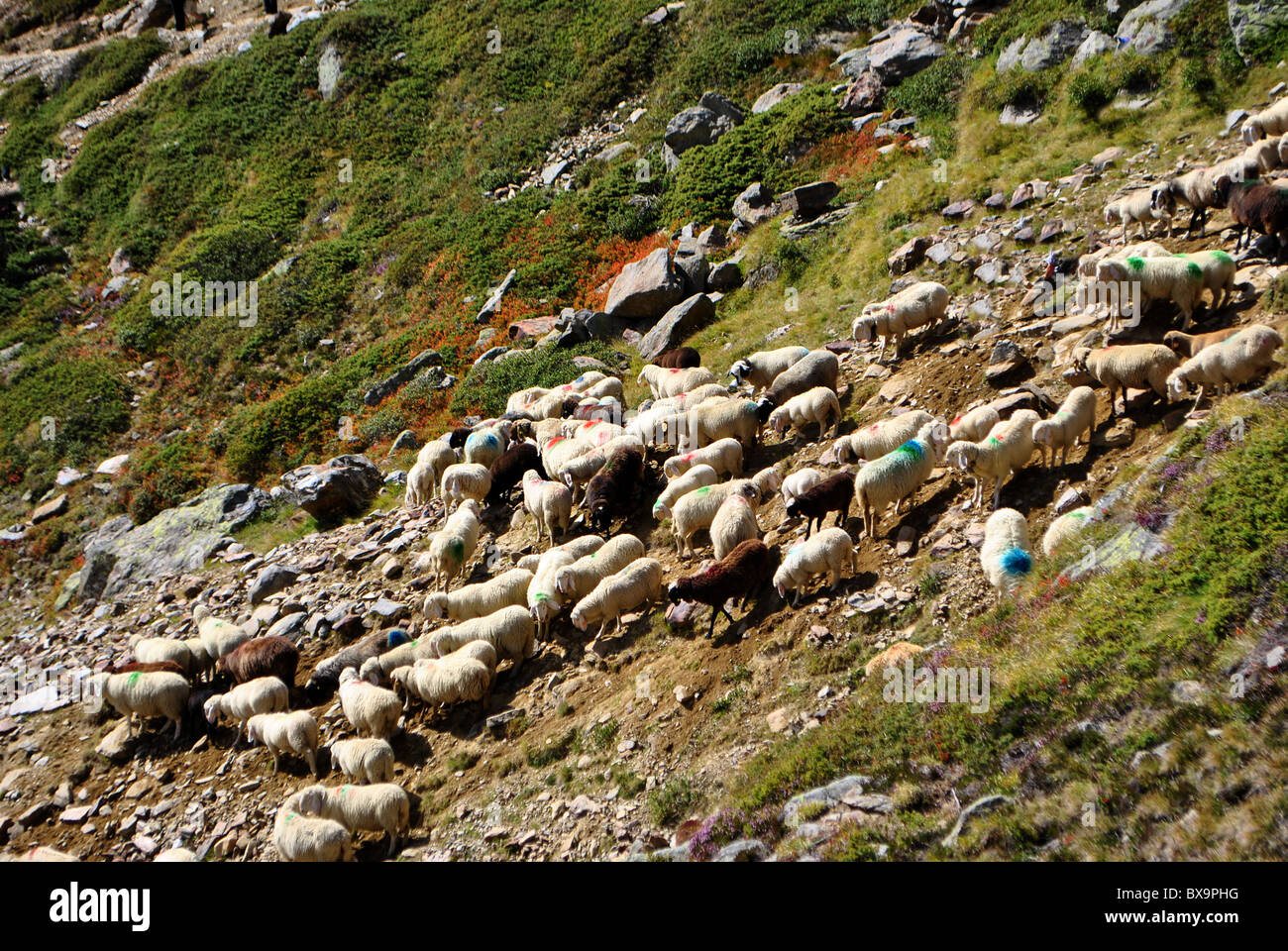 Traditionelle Schafe Homecomming Prozession in Val Senales Stockfoto