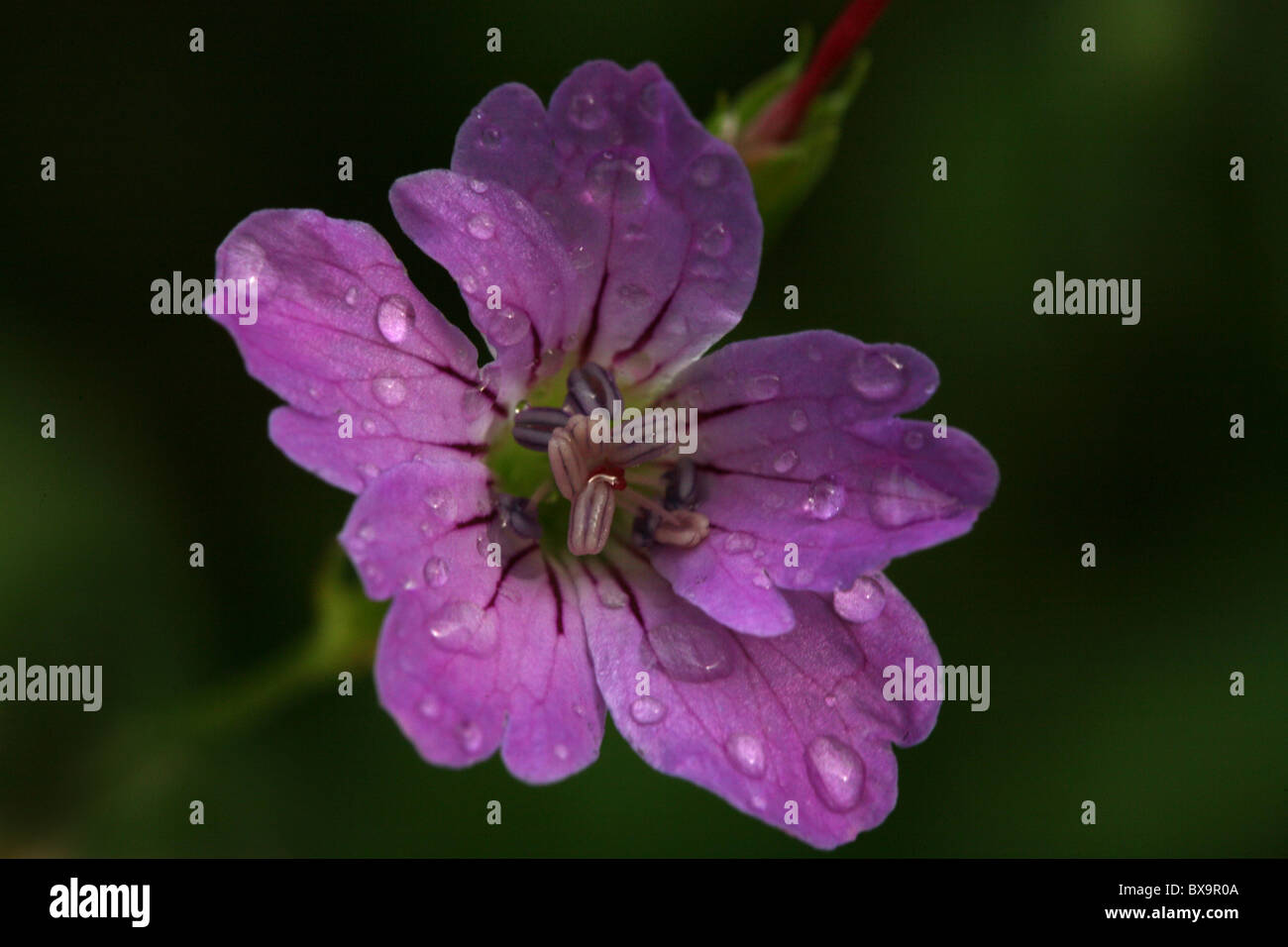 Britische Sommerblumen Stockfoto