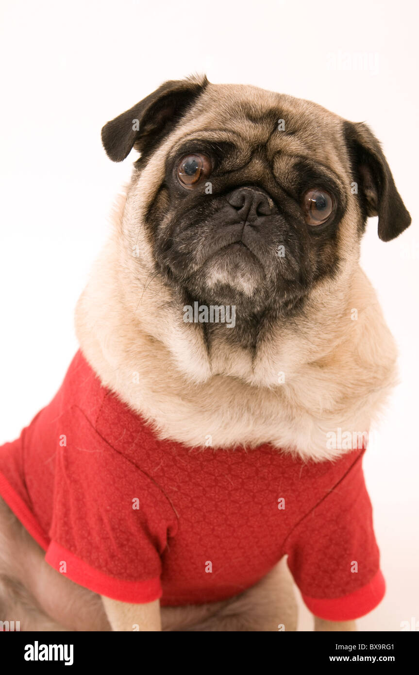 Cute Weihnachten Mops vor weißem Hintergrund. Stockfoto