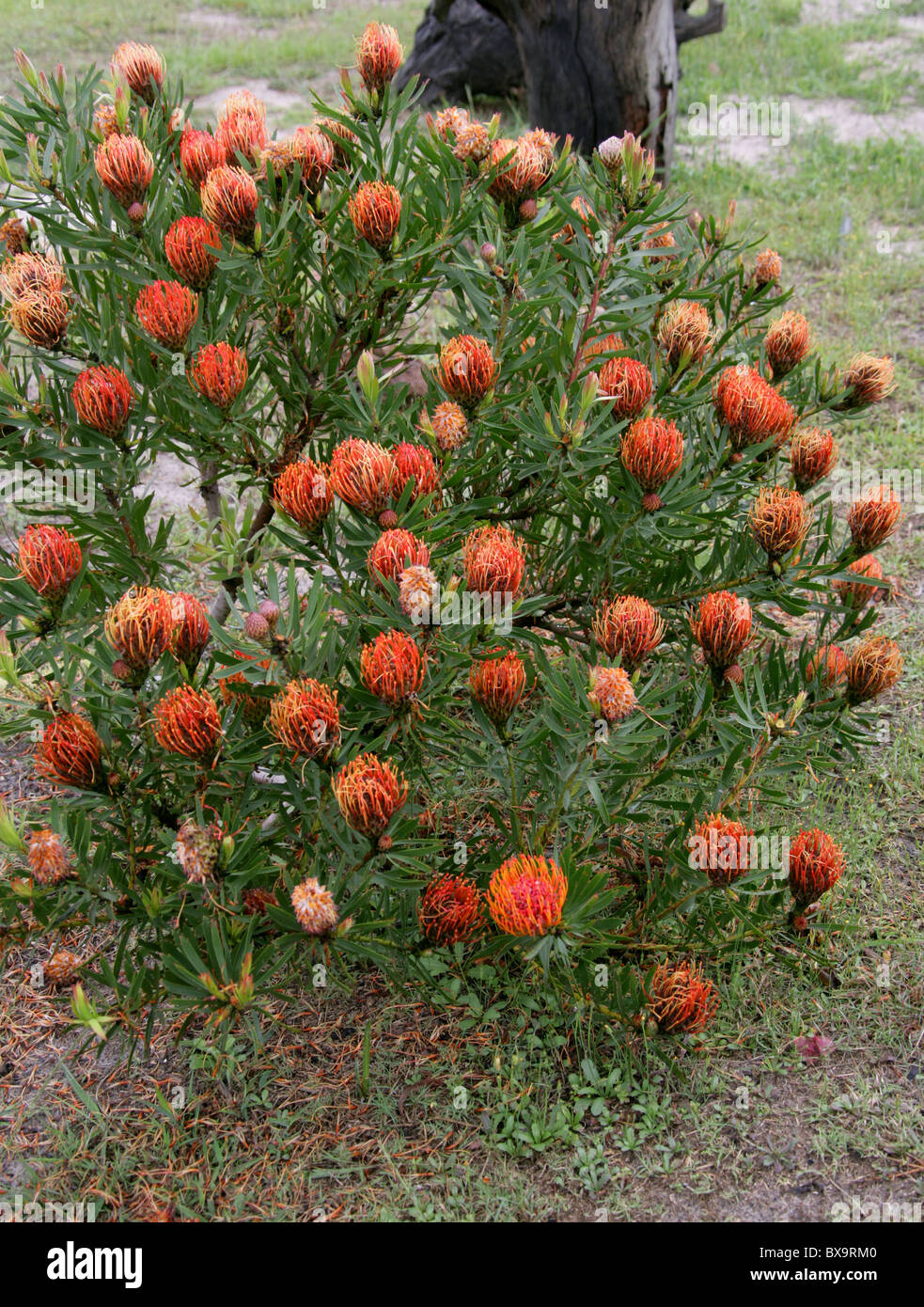 Nadelkissen, Protea, Leucospermum SP, Western Cape, Südafrika. Stockfoto