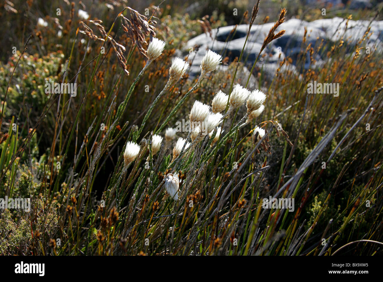 Fynbos Flower And Table Mountain Stockfotos und bilder Kaufen Alamy
