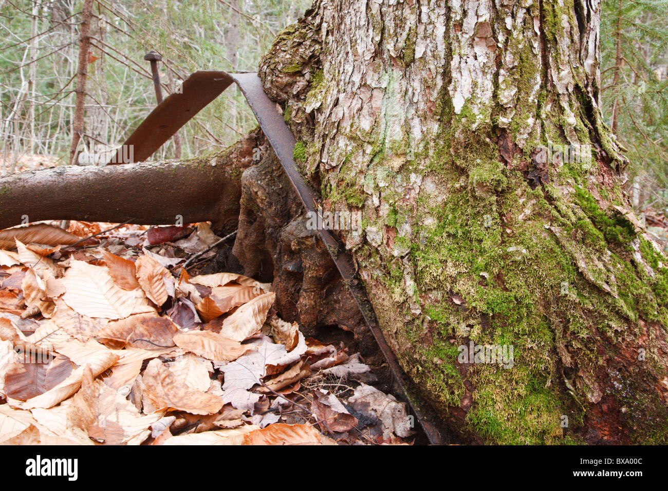 Swift River Railroad - Artefakte bei Hartleys Camps wurde ein Holzfällerlager befindet sich in der Oliverian Bach Tal von Albany, NH Stockfoto