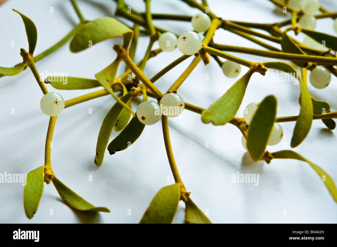 Mistel auf weißem Hintergrund. Stockfoto