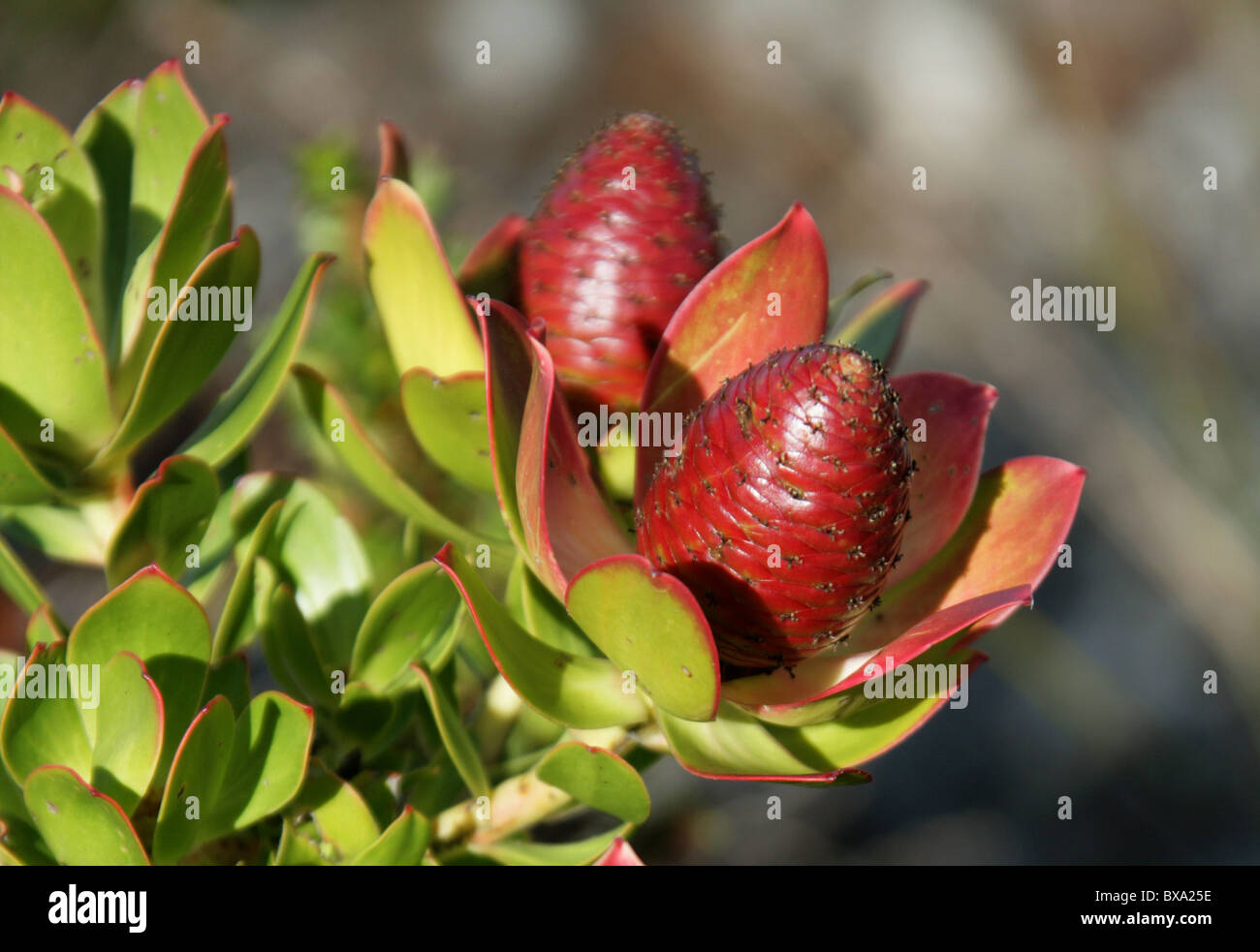 Halbinsel Conebush, Leucadendron Strobilinum, auf den Tafelberg