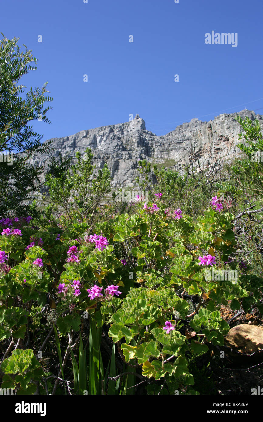 Kapuzen-Blatt Pelargonien, Baum Pelargonien oder Wilde Malve, Pelargonium Cucullatum, Geraniaceae, am Fuß des Tafelbergs. Stockfoto