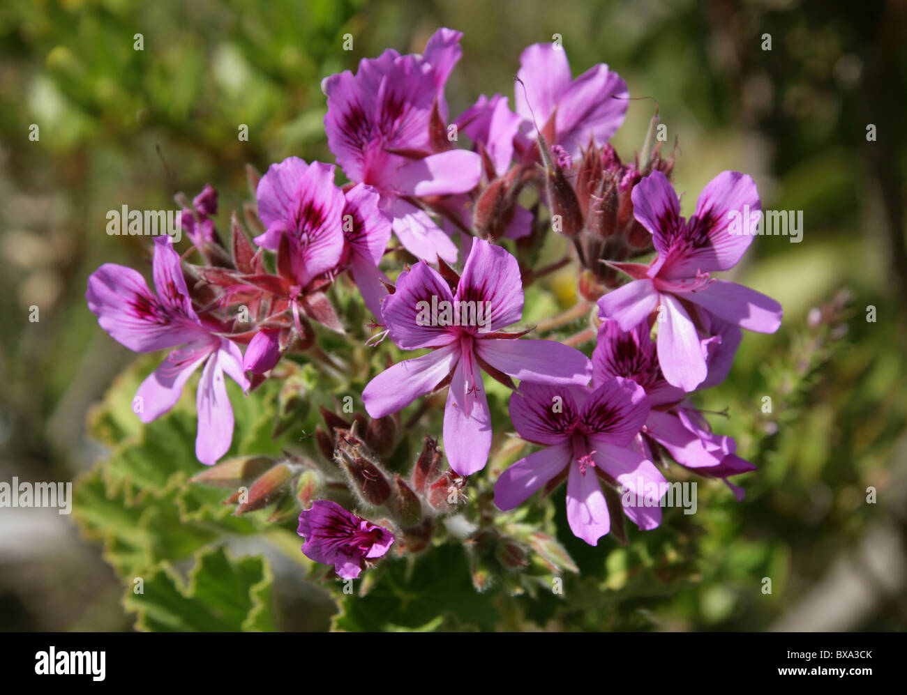 Kapuzen-Blatt Pelargonien, Baum Pelargonien oder Wilde Malve, Pelargonium Cucullatum, Geraniaceae, am Fuß des Tafelbergs. Stockfoto