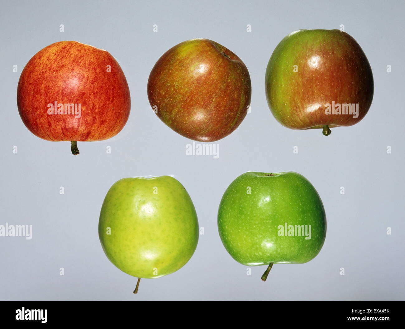 Essen Apfel Obst: Cox, Gala, Braeburn, Golden Delicious, Granny Smith unten Stockfoto