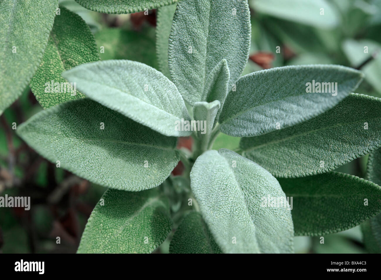 Frisches salbeikraut -Fotos und -Bildmaterial in hoher Auflösung – Alamy