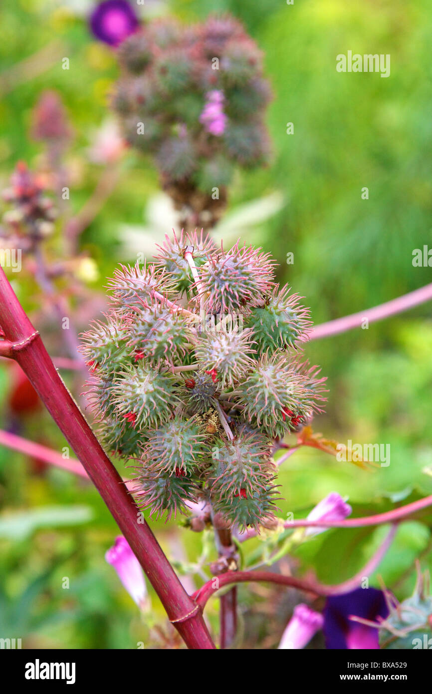 Frucht des Wunderbaumes 'Ricinus Communis ""Rizinuspflanze"Pflanzen