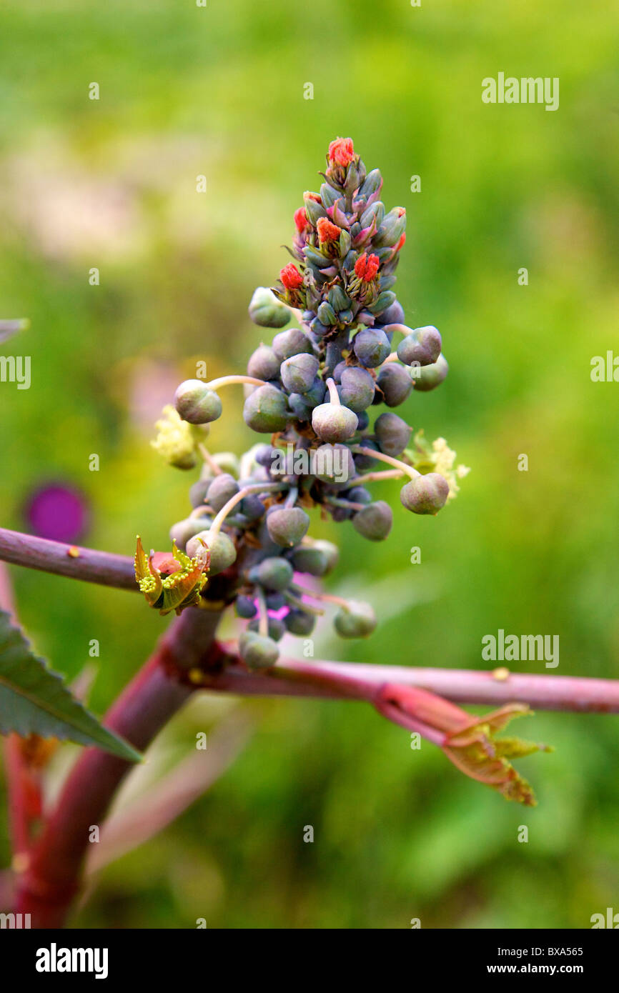 Frucht des Wunderbaumes 'Ricinus Communis ""Rizinuspflanze"Pflanzen