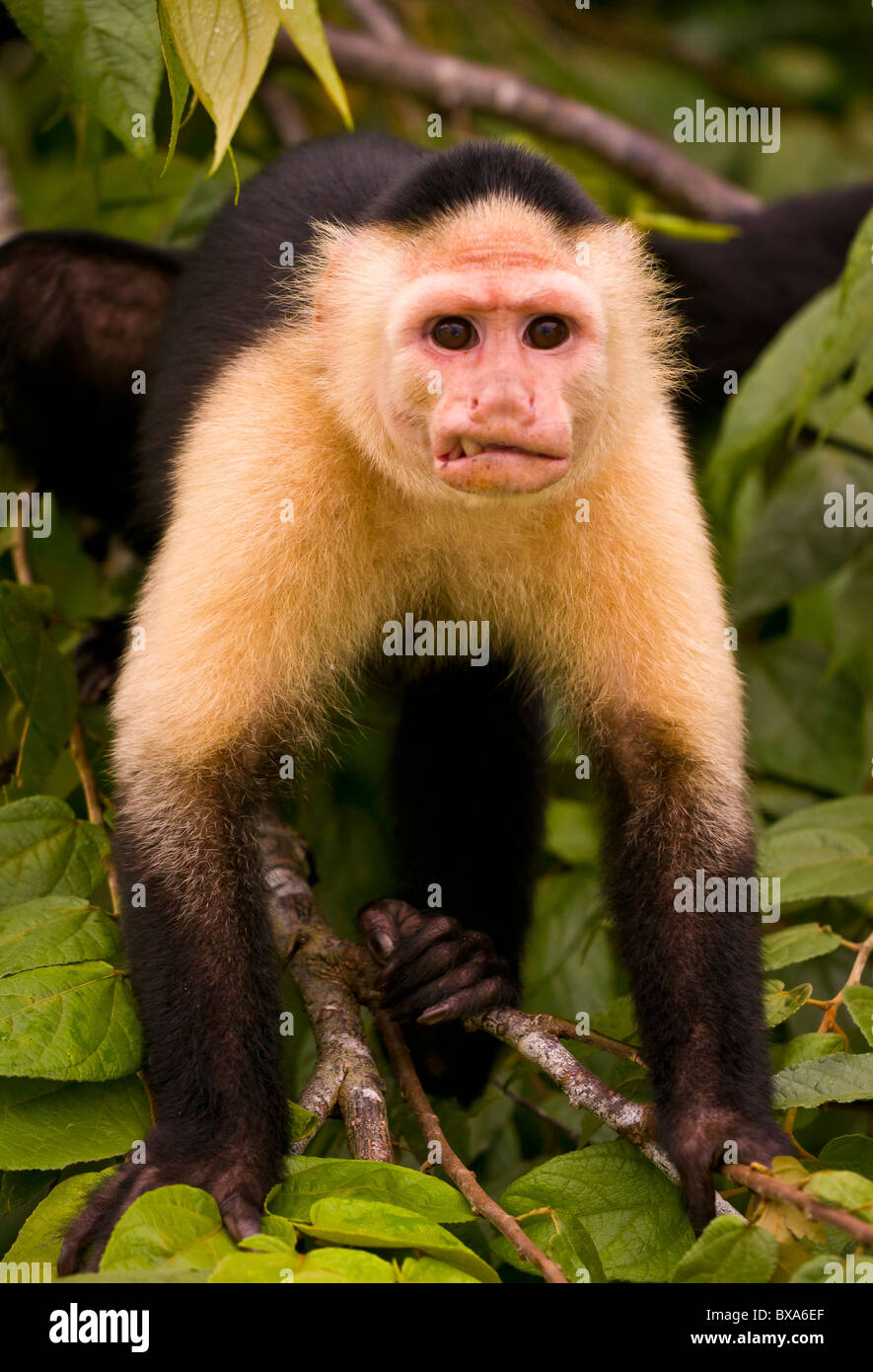 PANAMA - Kapuziner Affen Cebus Capucinus, in Soberania Nationalpark. Stockfoto
