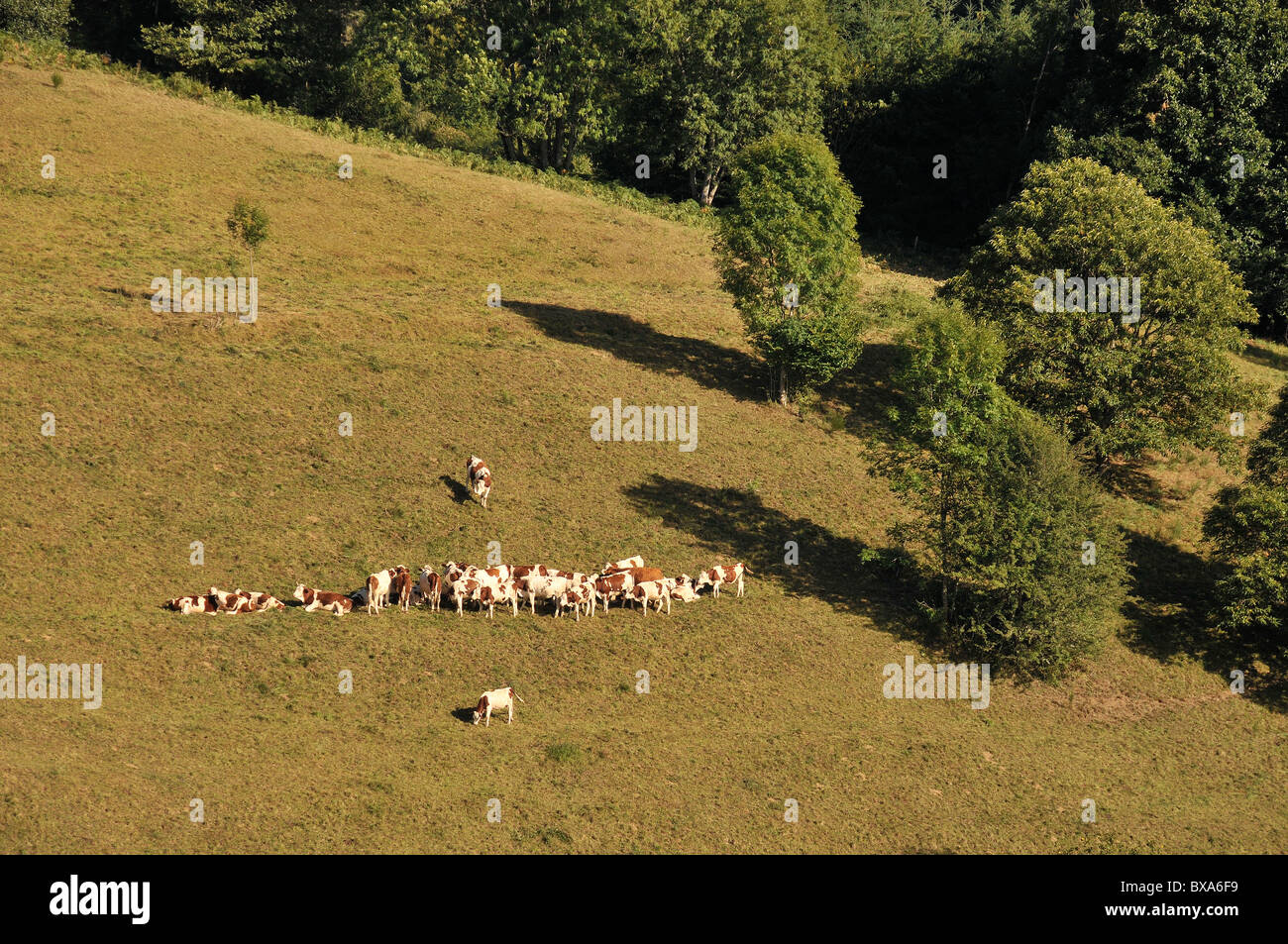 Rinder in Wiese, Forez steigt in der Nähe von Ambert, Puy de Dôme, Auvergne, Frankreich Stockfoto