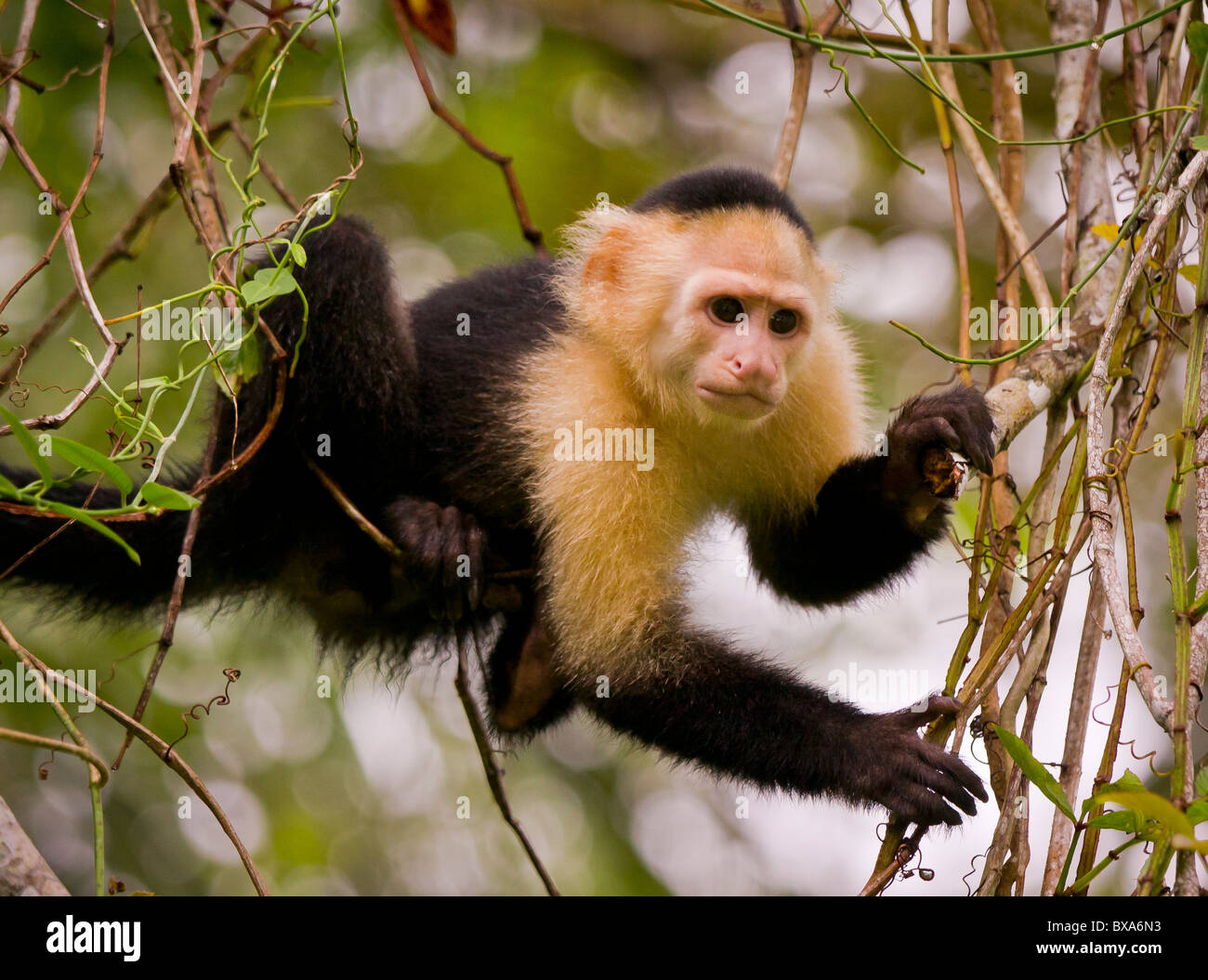 PANAMA - Kapuziner Affen Cebus Capucinus, in Soberania Nationalpark. Stockfoto