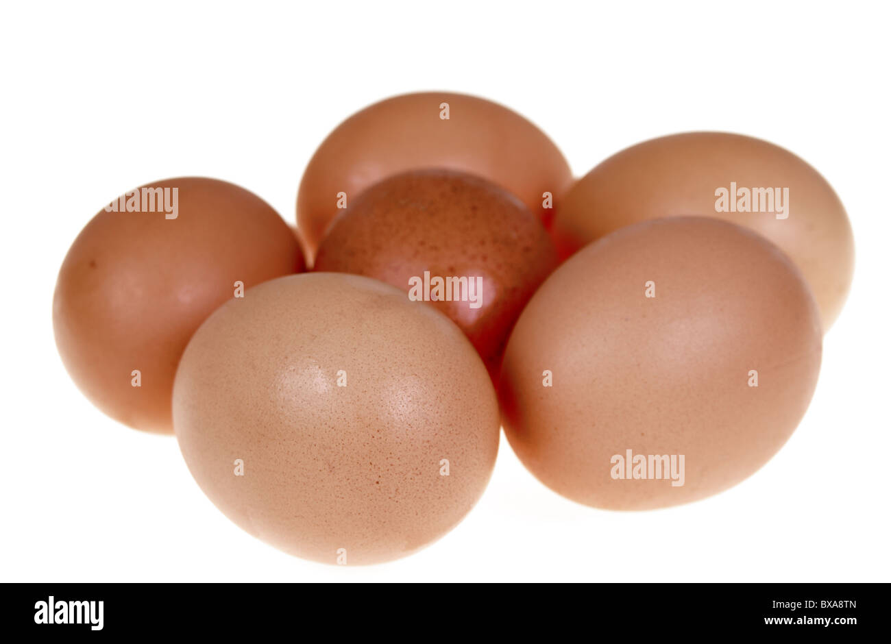 Sechs frische Ei mit braunen Kruste isoliert auf weißem Hintergrund Stockfoto