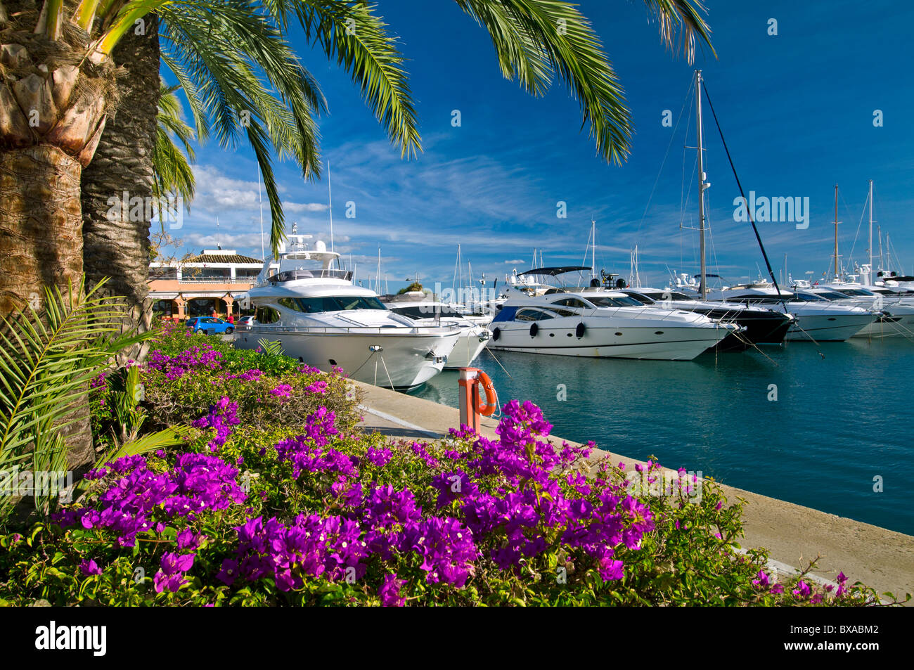 Puerto Portals Marina mit Bougainvillea und Luxus Motoryachten günstig bei Portals Nous Palma de Mallorca Balearen Spanien Stockfoto