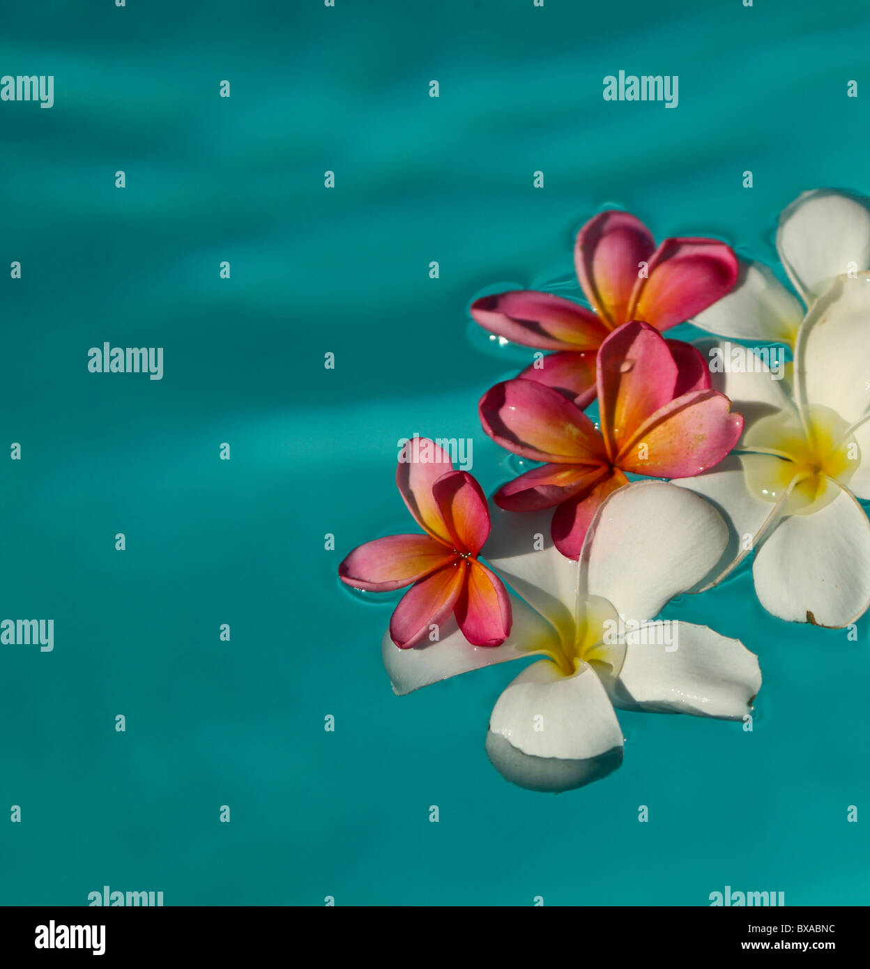 Frangipani in klarem Wasser schweben Stockfoto