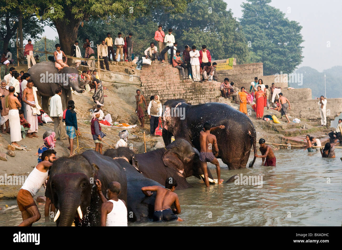 Elefanten im Fluss Baden, während die bunten Sonepur Mela in Bihar. Stockfoto
