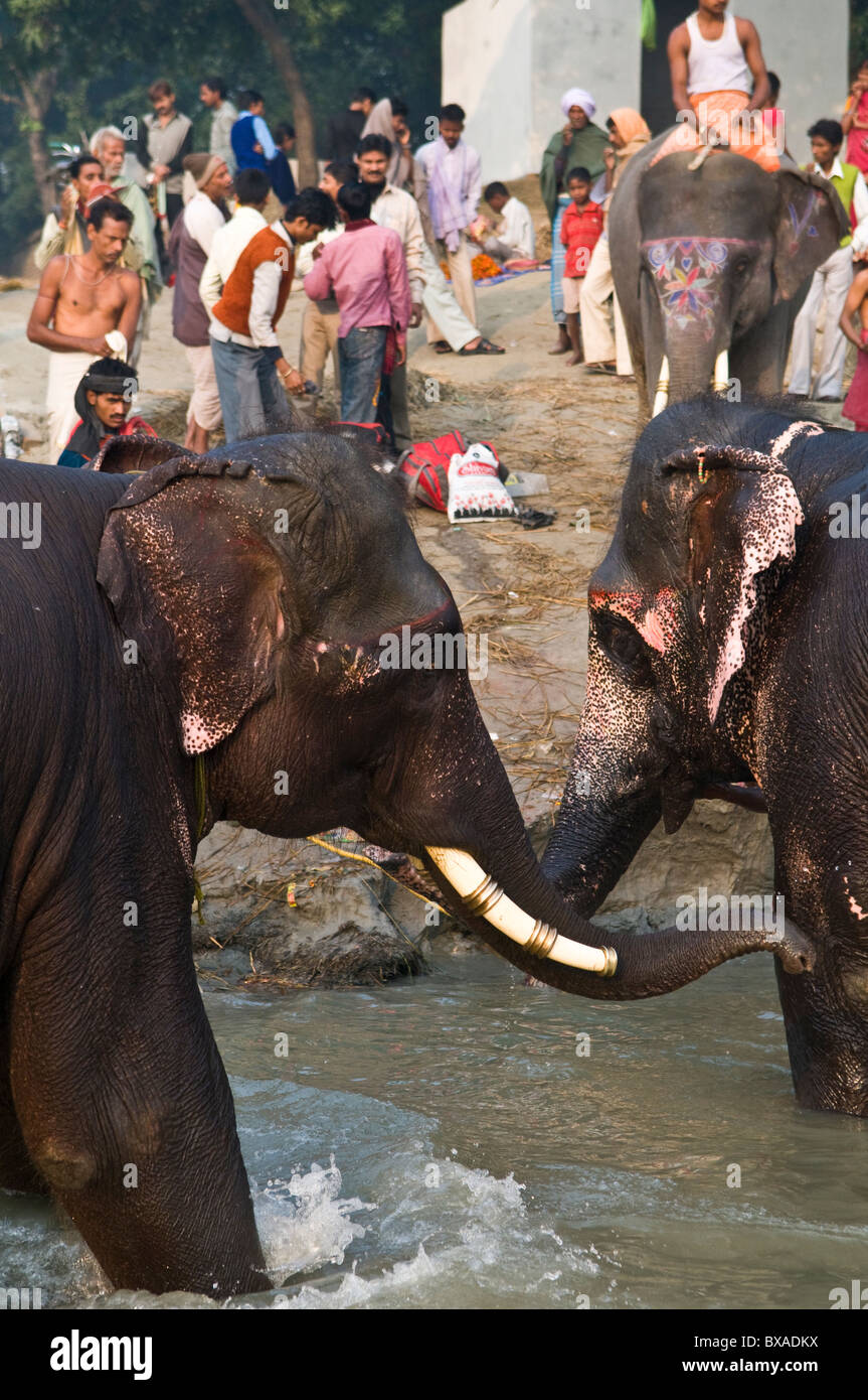 Elefanten in der bunten Sonepur Mela in Bihar. Stockfoto